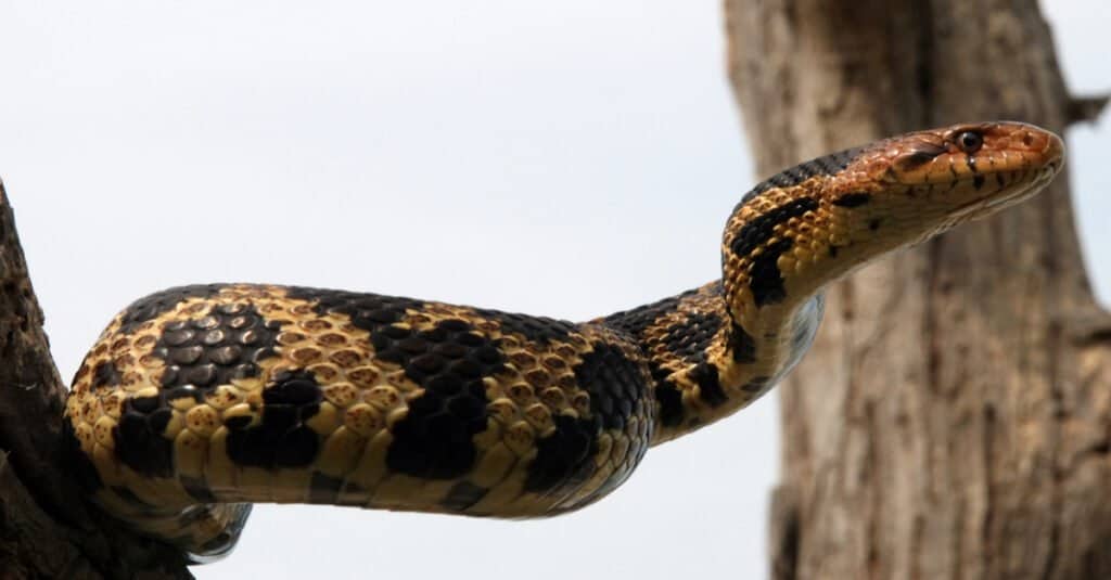 Fox snake in a tree