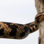 Foxsnake