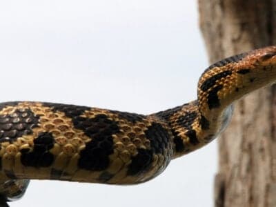 Snake Animal Facts - AZ Animals