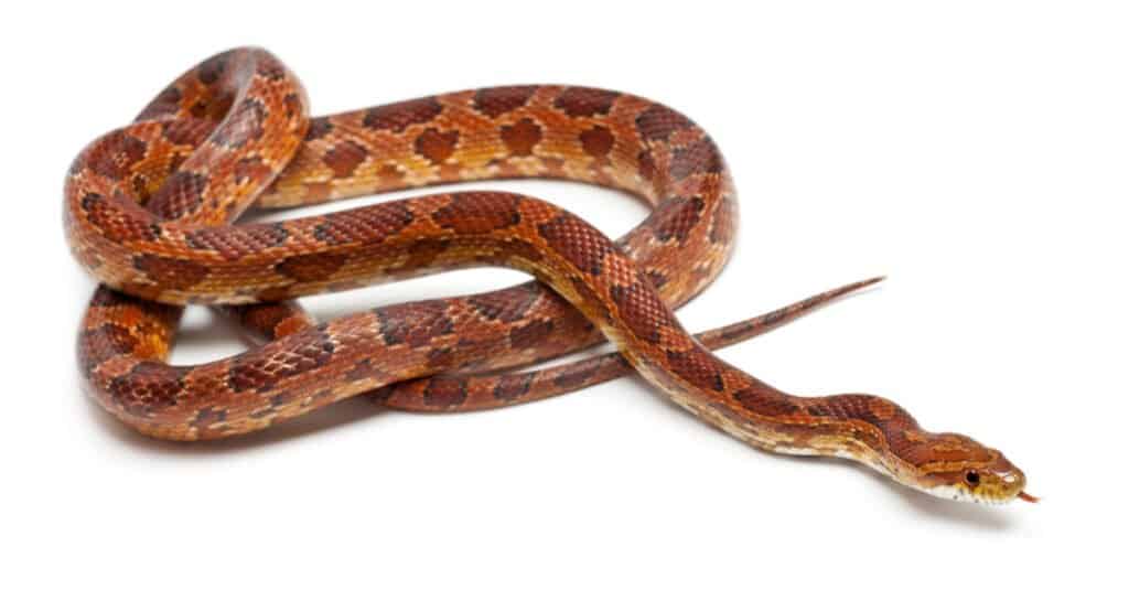 Classic corn snake on a white background