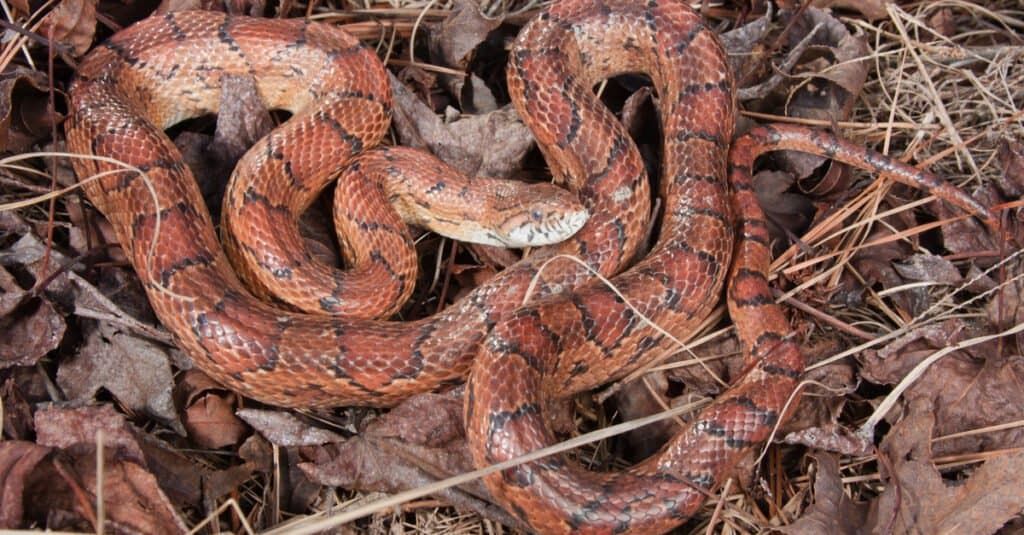 snake on the ground in leaf litter