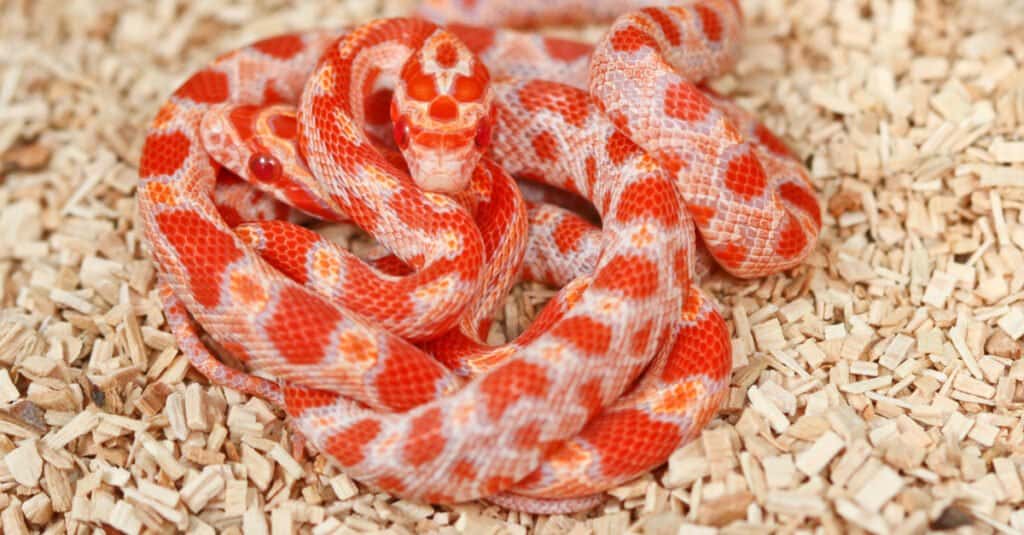 Two juvenile corn snakes