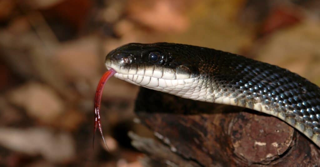 closeup of western rat snake