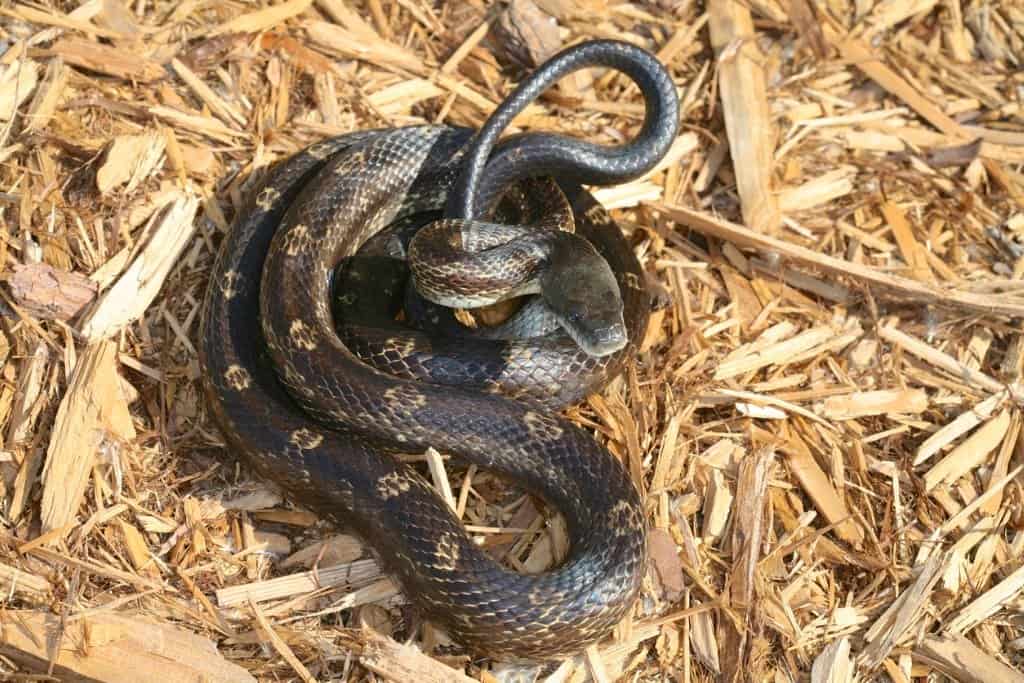 Western rat snake