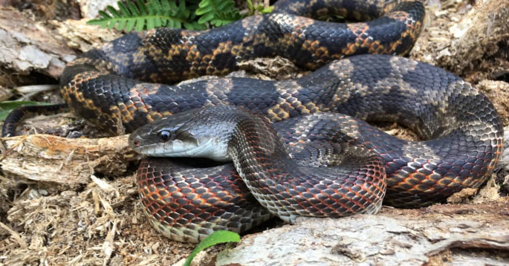 Young Western Rat snake