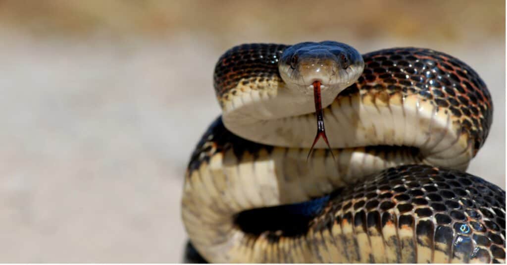 adult western rat snake in defensive posture