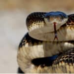 Black Ratsnake