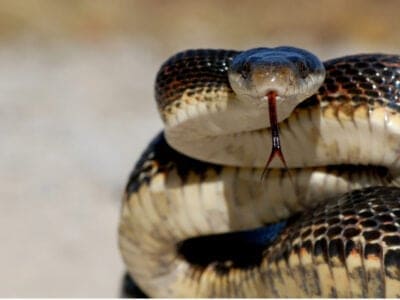 Western Rat Snake Picture