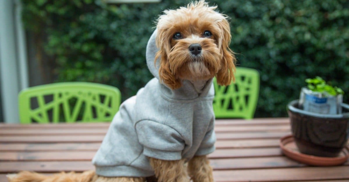 pup wearing a hoodie