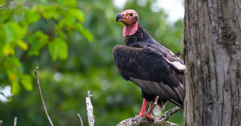 red-headed vulture in a tree