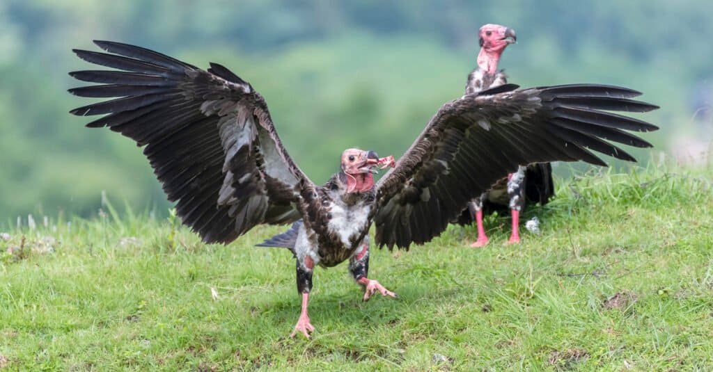 vulture vs buzzard