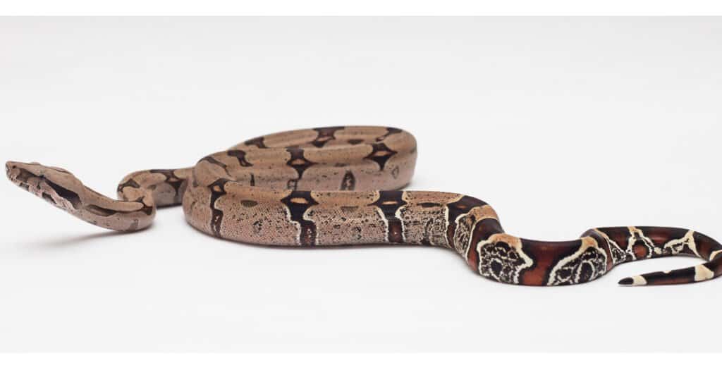 red tail boa on a white floor