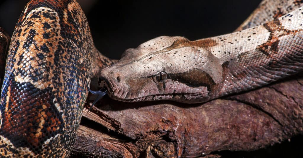 14 Species of Boas and Pythons: Amazing Constricting Snakes - PetHelpful