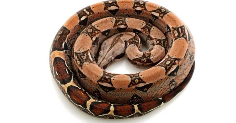 salmon columbian red tailed boa on white background and curled up