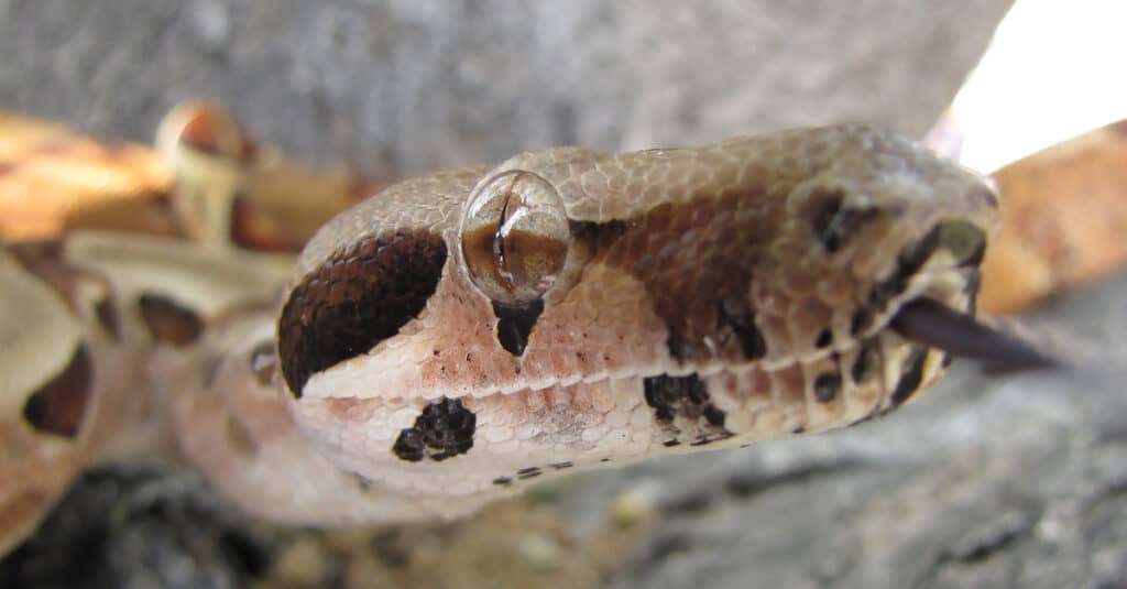 closeup of red tail boa with tongue out