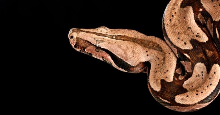 red tail boa hanging from tree