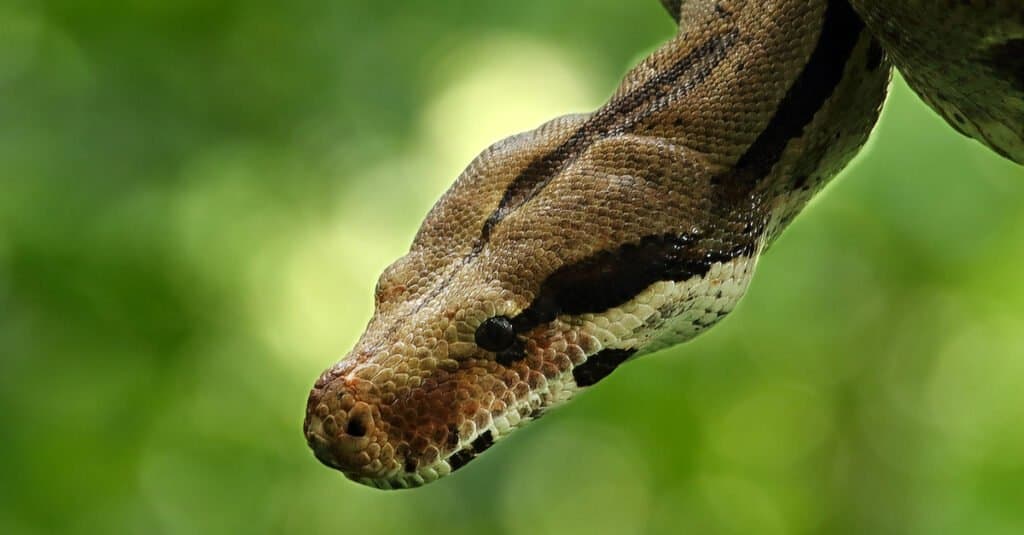 Boa Constrictors Breathe While Crushing Prey