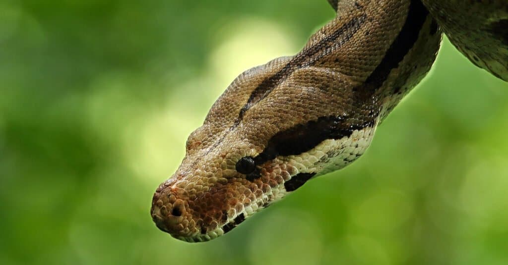 Red Tail Boa (common boa) Animal Facts