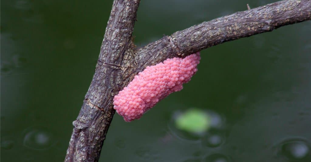 Snail Eggs - What They Look Like