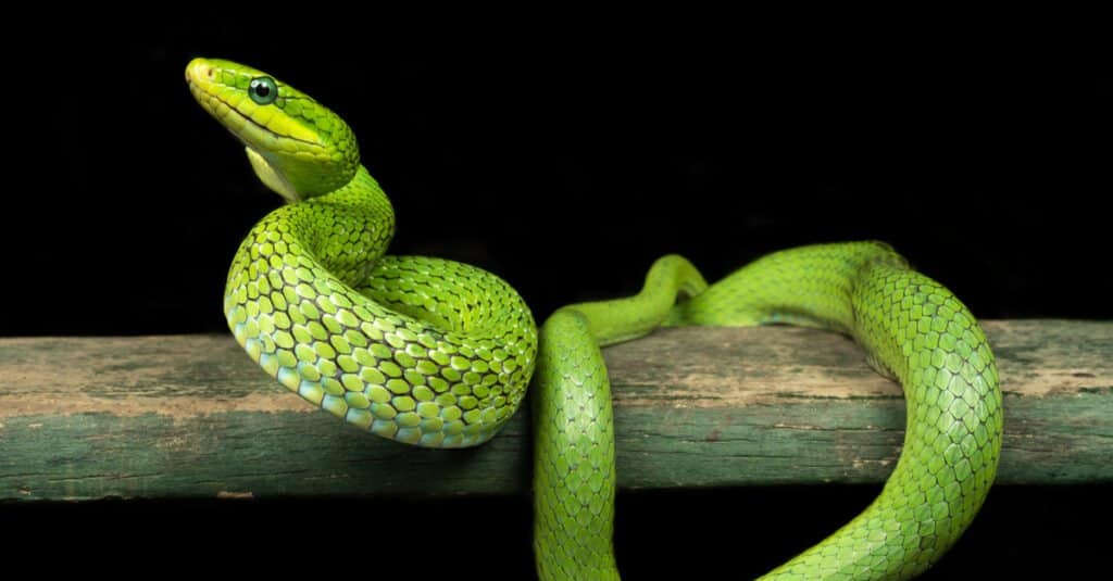 Green Bush Snake