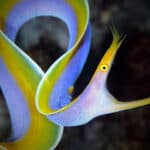 Ribbon eel