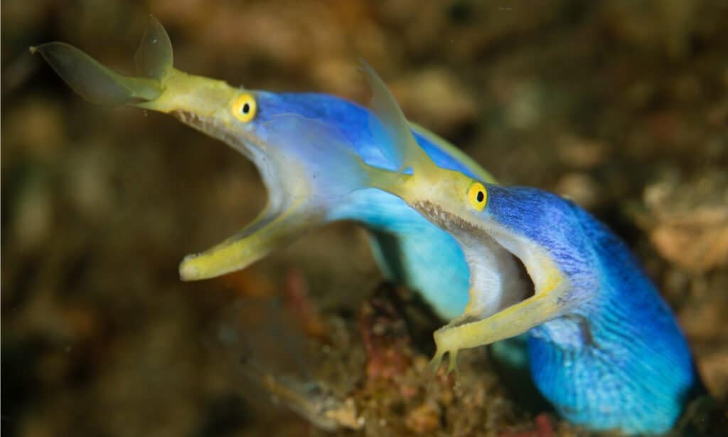 Life on White  Close-up of a Ribbon Eel\'s profile, Rhinomuraena