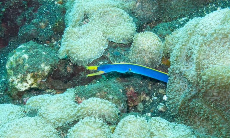 ribbon eel in coral reef