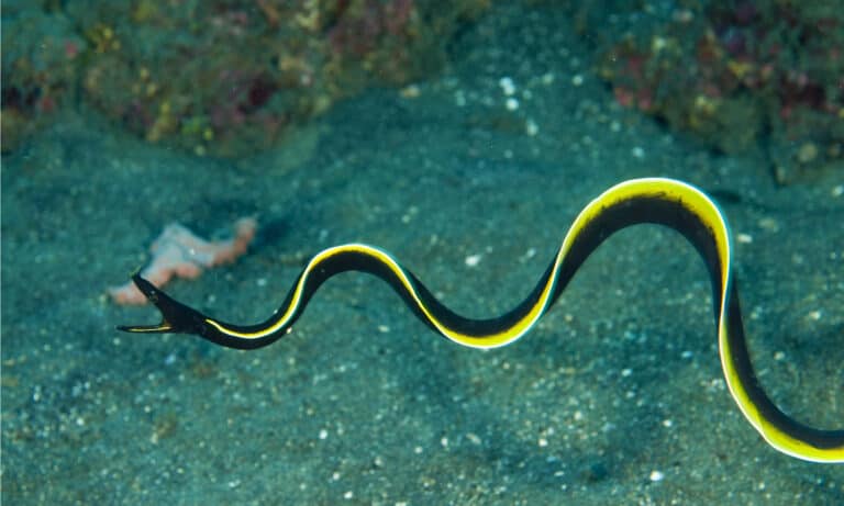 juvenile ribbon eel
