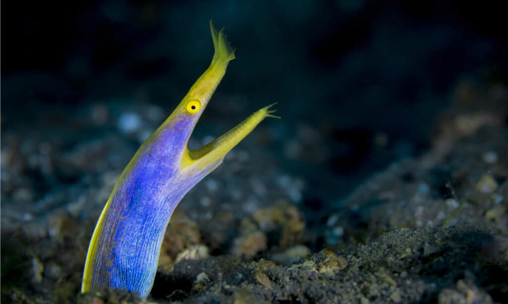 ribbon eel