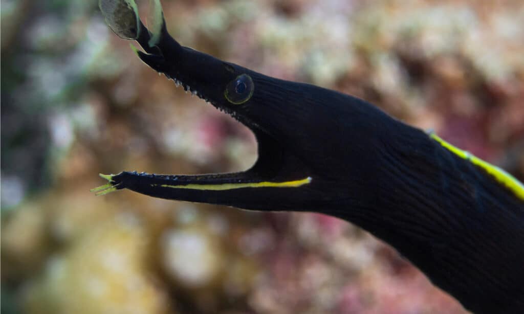 black ribbon eel