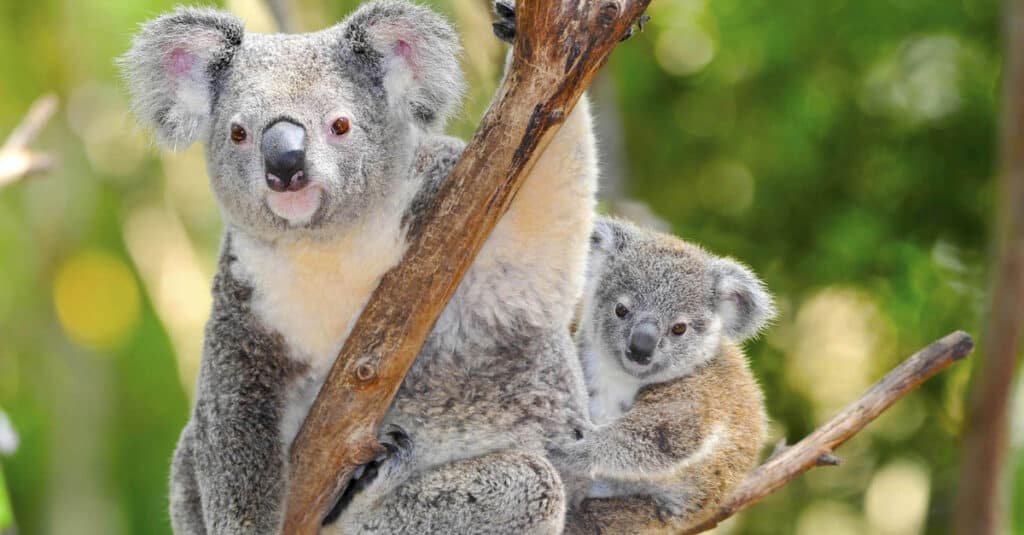 baby koala closeup