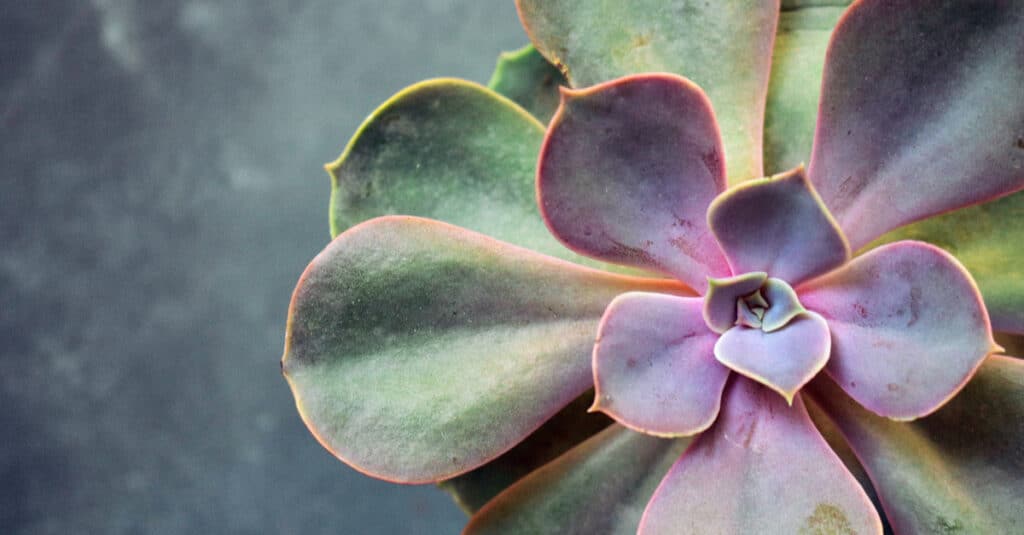 Succulent Echeveria Perle von Nürnberg needs light to maintain its colors