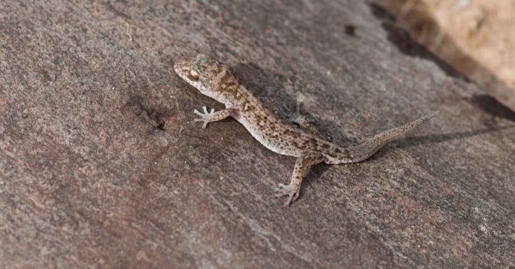 Invasive Lizard - Tropical House Gecko
