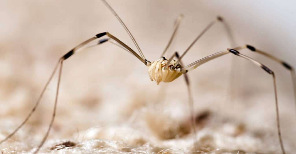 Granddaddy Long Legs And The Myths About Them