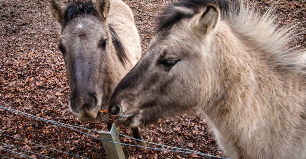 Hinny vs Mule: Are They Different? - A-Z Animals