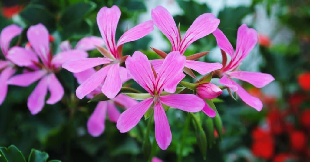 are geraniums poisonous to cats or dogs