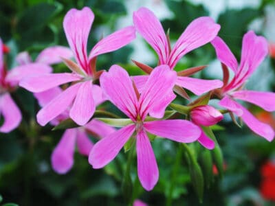 A 5 Perennial Flowers That Bloom All Summer