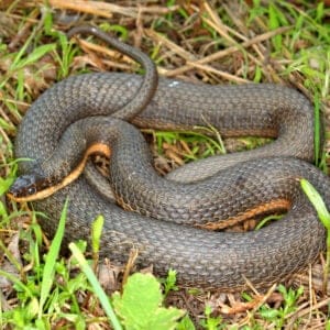 These 4 Water Snakes Call West Virginia Home. Are Any Dangerous? Picture