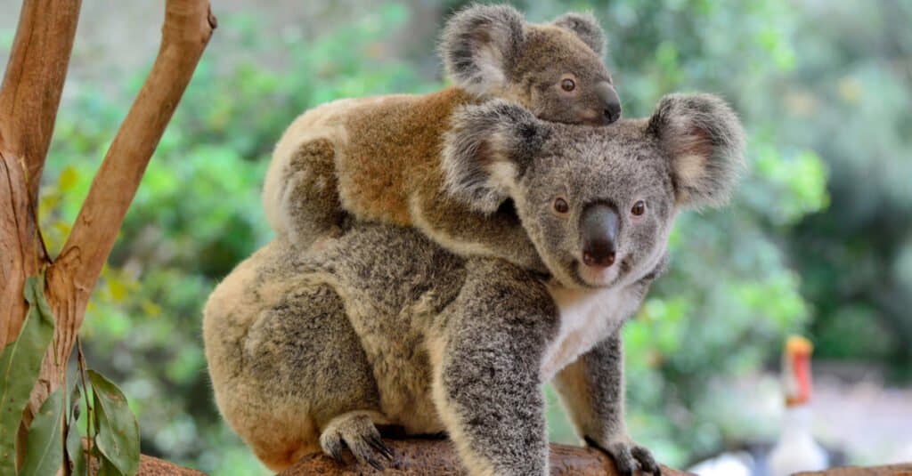 baby koala and mother