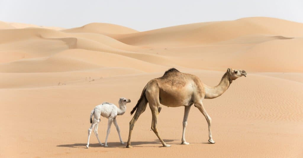 baby camel and mother