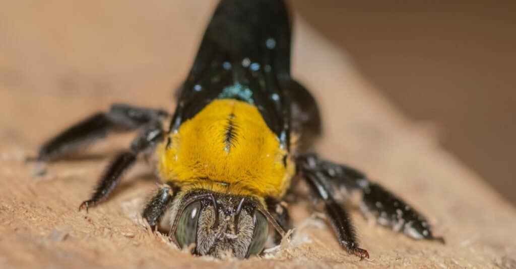 What Do Carpenter Bees Eat - Carpenter Bee Boring Through Wood