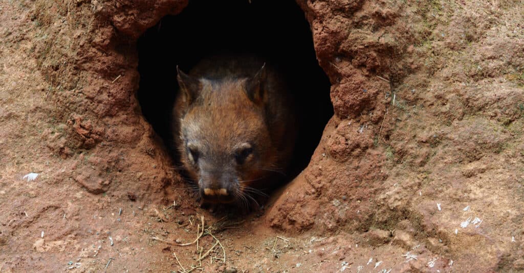 Do Wombats Make Good Pets - Wombat emerging from its burrow