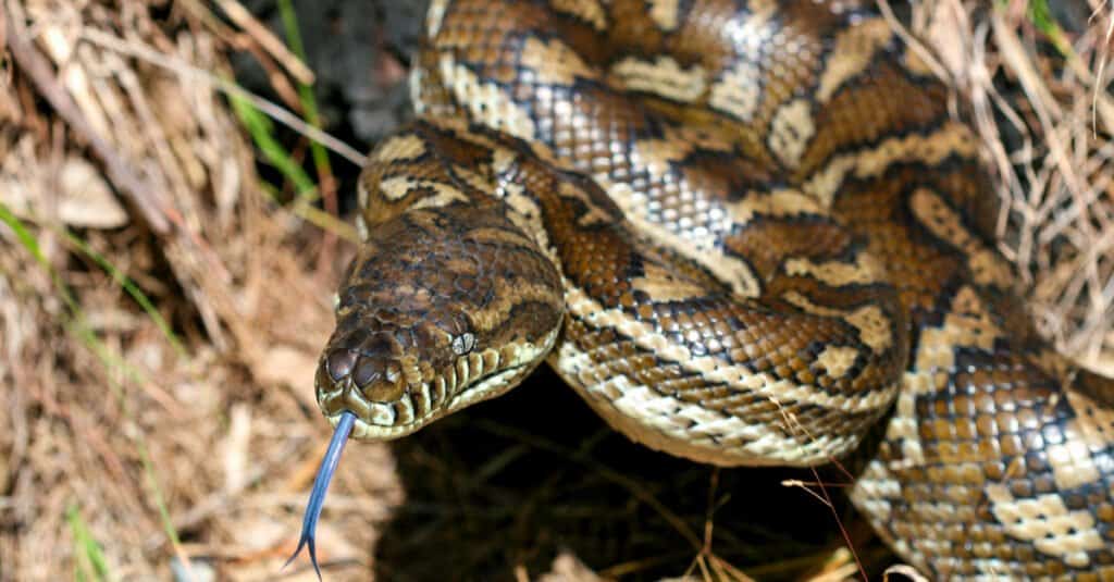 Carpet python in Australian bush