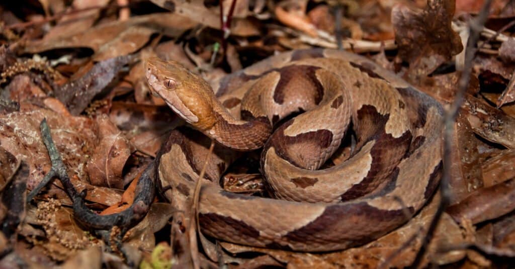 Змеи в Миссисипи - южный медноголовый (Agkistrodon contortrix)