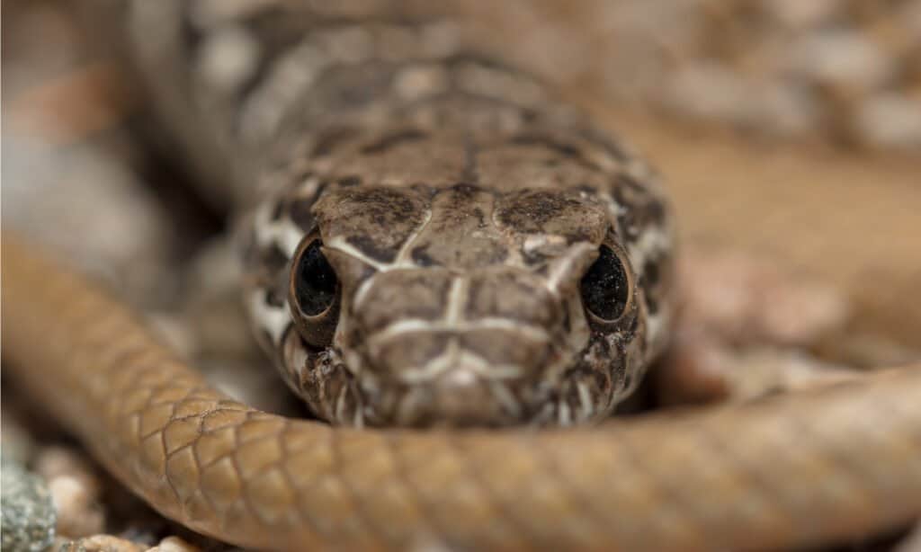 Coachwhip Snakes Close-Up