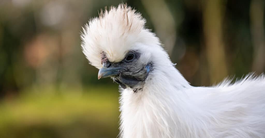 Slike Hen vs Rooster - Silkie Hen