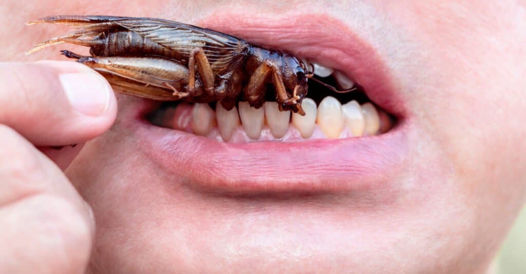 What Eats Roaches - Human Eating a Cockroach