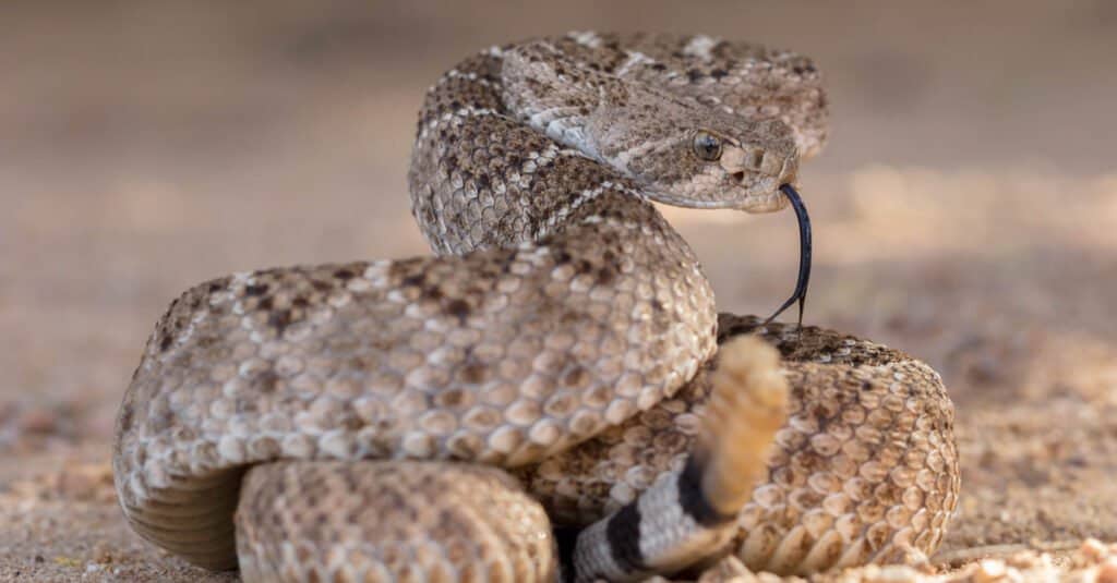 Western Diamondback Rattlesnake, a Texas venomous snake