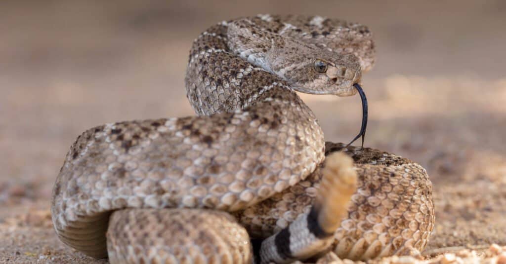 Западная ромбовидная гремучая змея (Crotalus atrox)