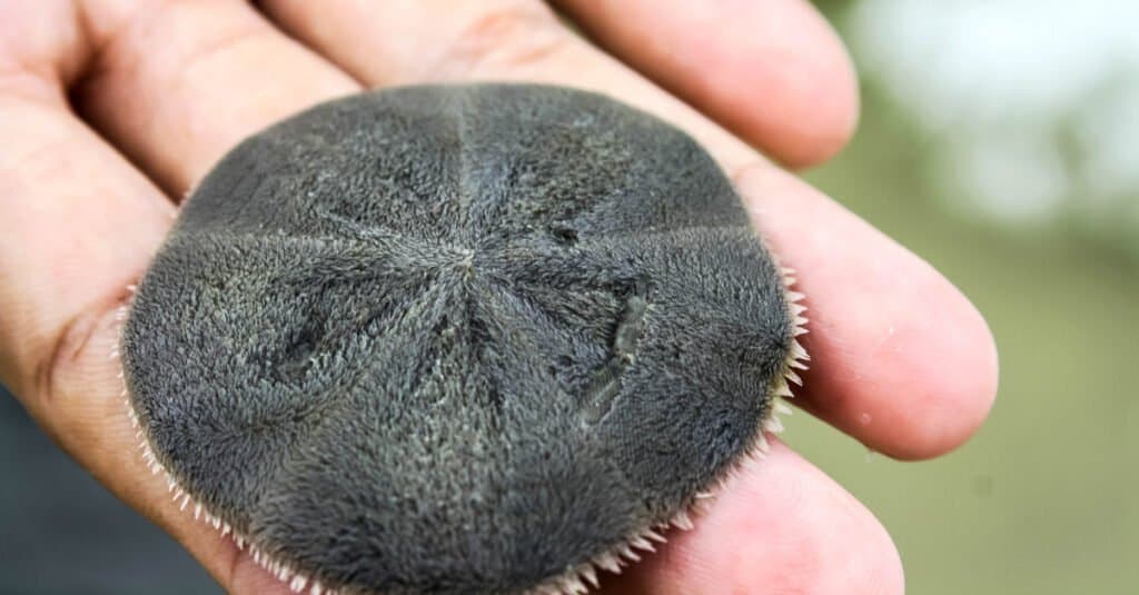 What Do Sand Dollars Eat - Sand Dollar In Hand